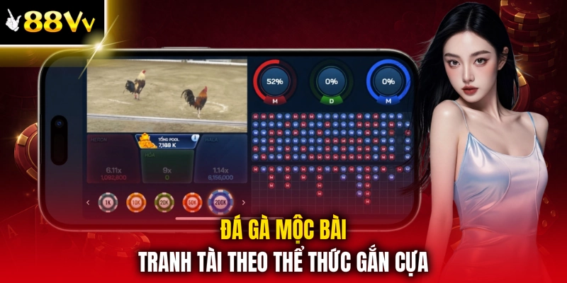 Đá gà mộc bài tranh tài theo thể thức gắn cựa